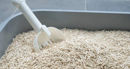 Things You Should Know Before Getting Tofu Cat Litter